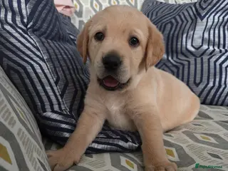 Goldador dogs Goldador Puppies – Show & Working Lines - Advert 14