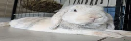 Mini Lop rabbits for sale: Beautiful Bunnies.  - Advert 5