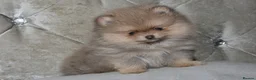 Pomeranian dogs for sale: Mini Pomeranian Puppy KC registered Milton Keynes - Advert 4
