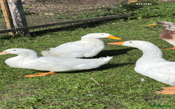 Ducks poultry for sale: Male cherry valley x pekin duck - Image 2
