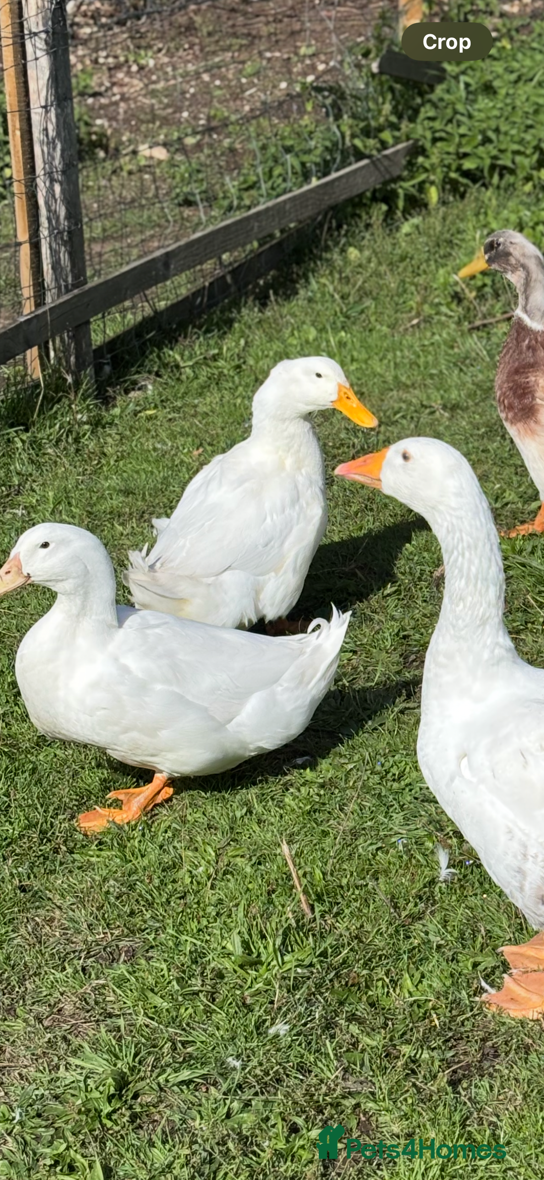 Ducks poultry for sale: Male cherry valley x pekin duck - Image 2