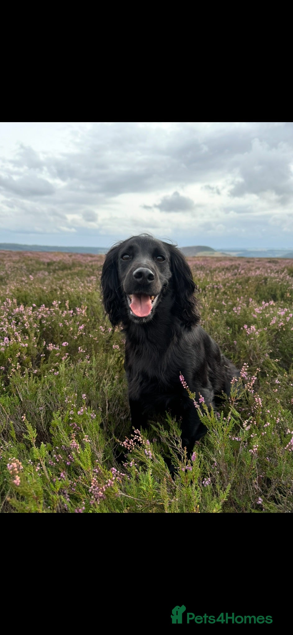 Cocker Spaniel dogs Exceptional working line KC Cocker spaniel pups - Advert 1