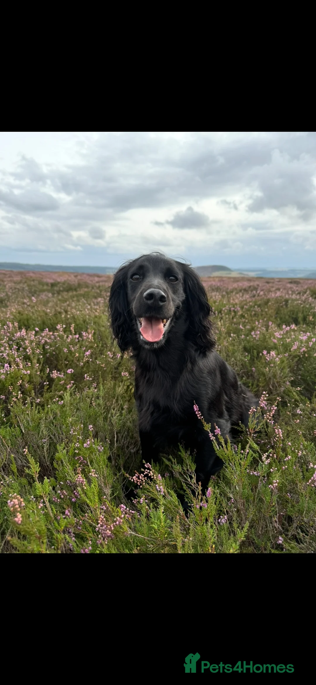 Cocker Spaniel dogs for sale: Exceptional working line KC Cocker spaniel pups - Advert 1