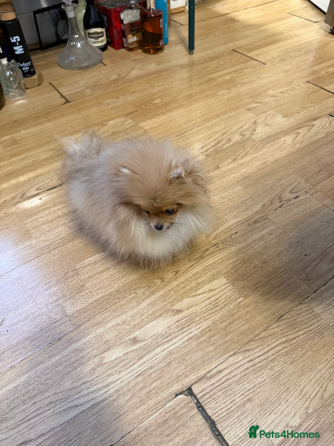 Pomeranian dogs for sale: Mini Pomeranian  - Advert 5