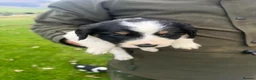 Mixed Breed dogs for sale: Collie X cocker puppies - Advert 12