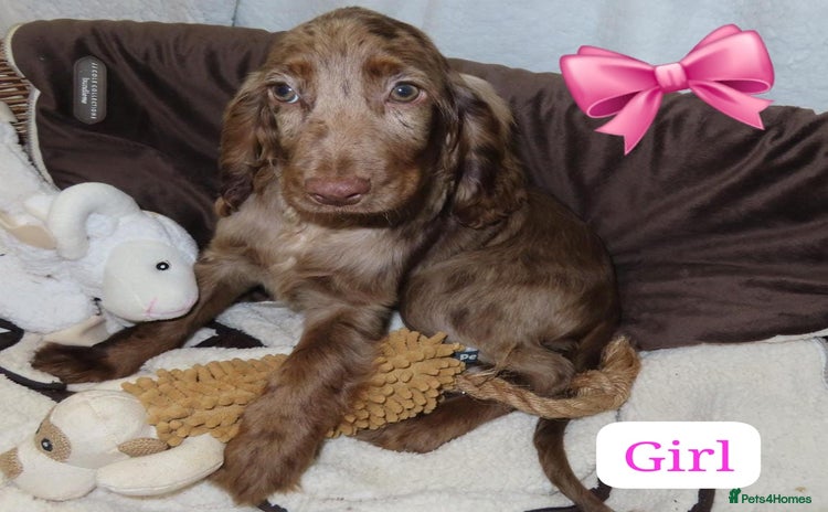 Cocker Spaniel dogs - Advert 3