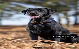 Labrador Retriever dogs for sale: Labrador Retriever Puppies  - Image 9