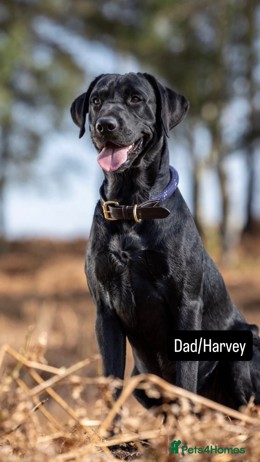 Labrador Retriever dogs for sale: Labrador Retriever Puppies  - Image 9