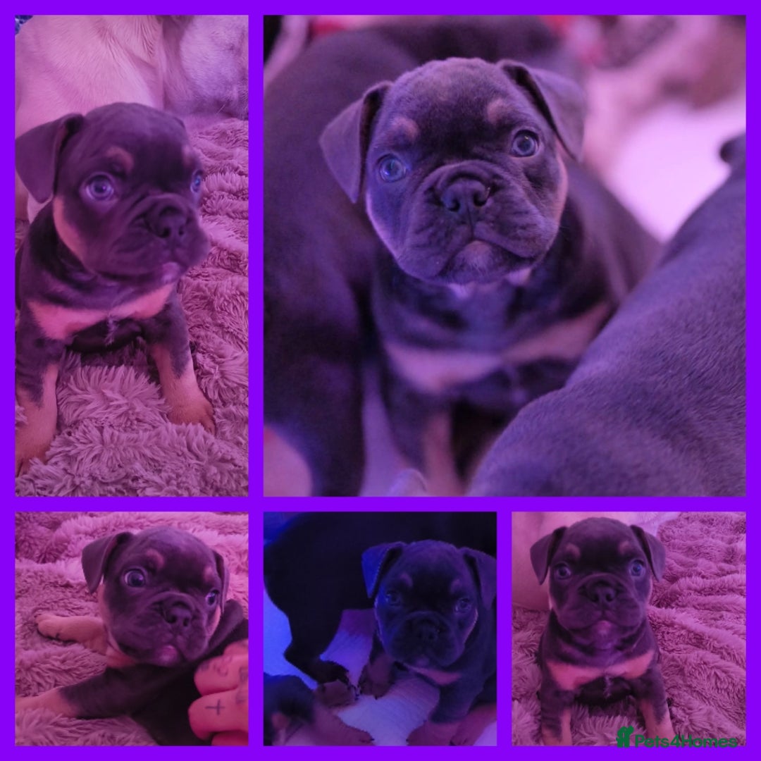 Mixed Breed dogs for sale: English Bulldog & French Bulldog - Image 5