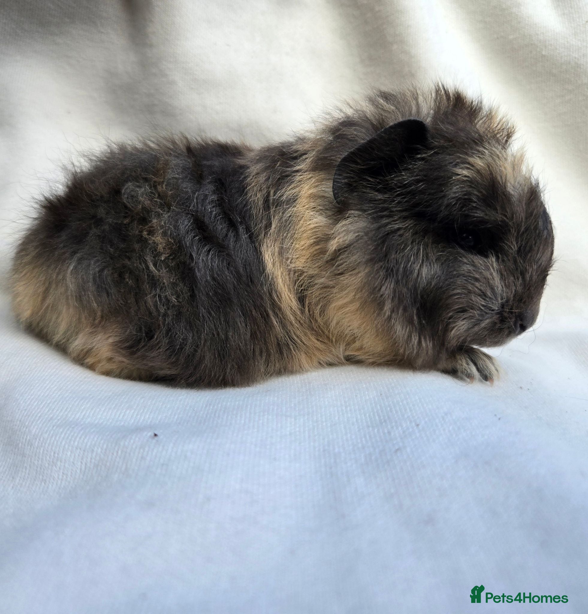 Guinea Pig rodents Range of boar pairs available - Advert 1