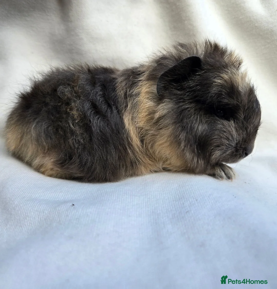 Guinea Pig rodents for sale: Range of boar pairs available - Advert 1