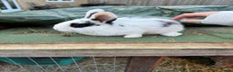 Mixed Breed rabbits for sale: Rex x Lop Baby Rabbits for Sale- READY 23rd Jan - Advert 5