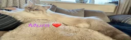 Siberian cats for sale: Pedigree Siberian kittens  in Droitwich - Advert 8