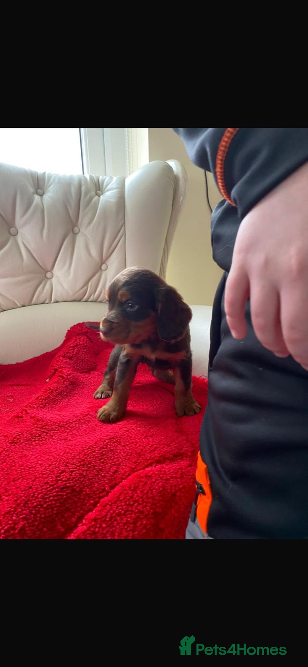 Cocker Spaniel dogs for sale: Beautiful litter of cocker spaniel puppys - Advert 5