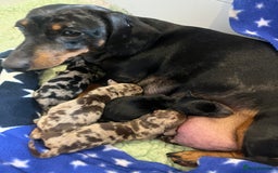 Miniature Dachshund dogs for sale: Absolutely stunning, very healthy dapple dachshund - Image 7