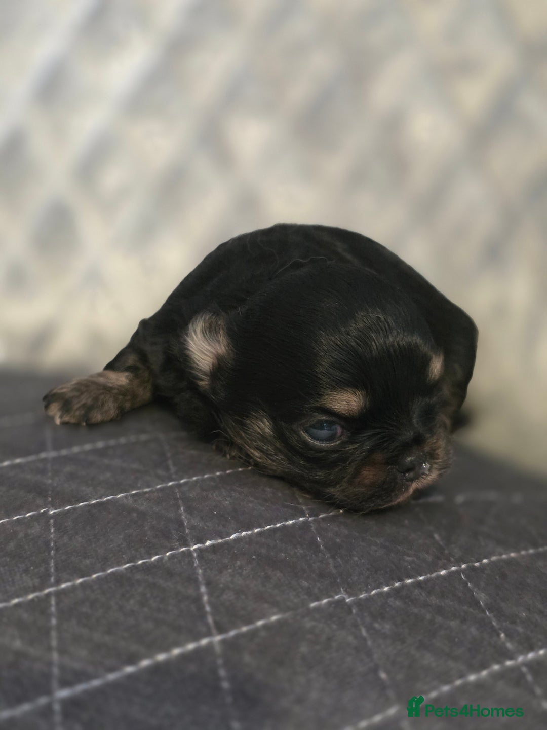 Chihuahua dogs for sale: Kc long haired chihuahua puppy  - Image 4