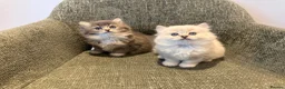 British Longhair cats for sale: 3/4 British Longhaired kittens - Advert 3