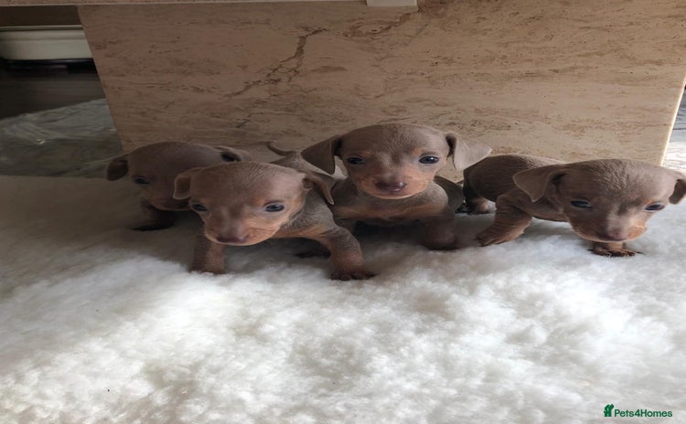 Miniature Dachshund dogs in Rochester - Advert 7