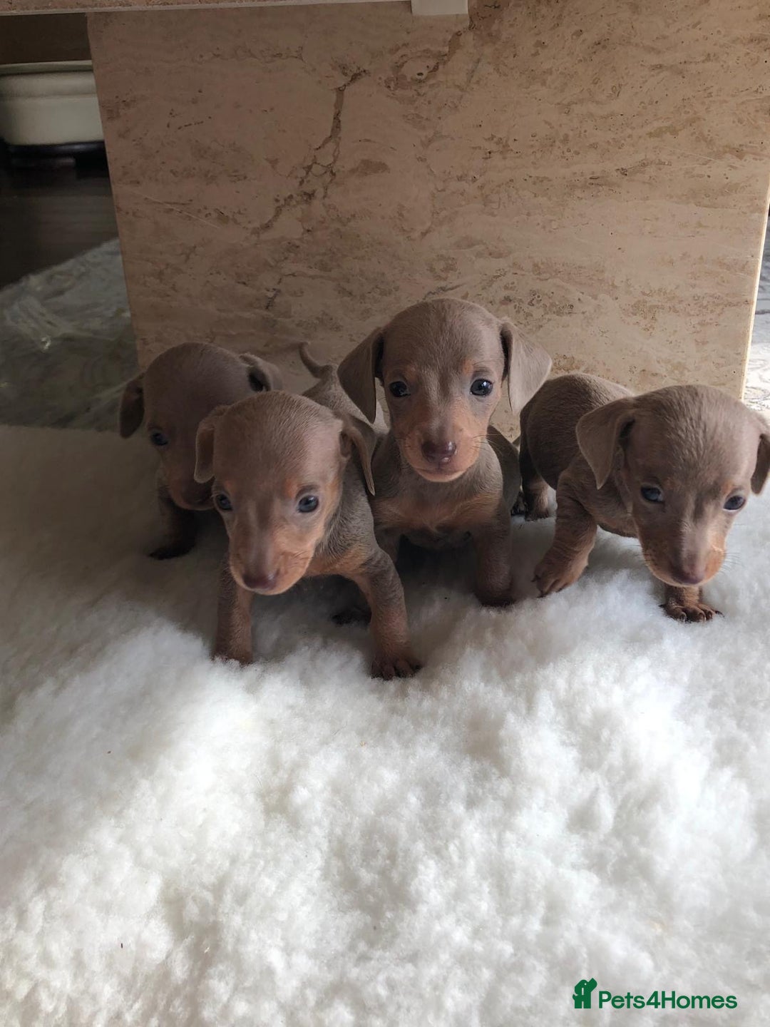 Miniature Dachshund dogs for sale: Isabella Tan Miniature Dachshund puppies in Rochester - Image 1