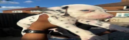 Dalmatian dogs for sale: 🐾 Stunning KC Pedigree Dalmatian Puppies 🐾 - Advert 10