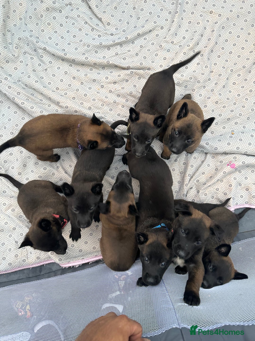 Belgian Shepherd Dog dogs for sale: Belgain malinois pups for sale  - Image 2
