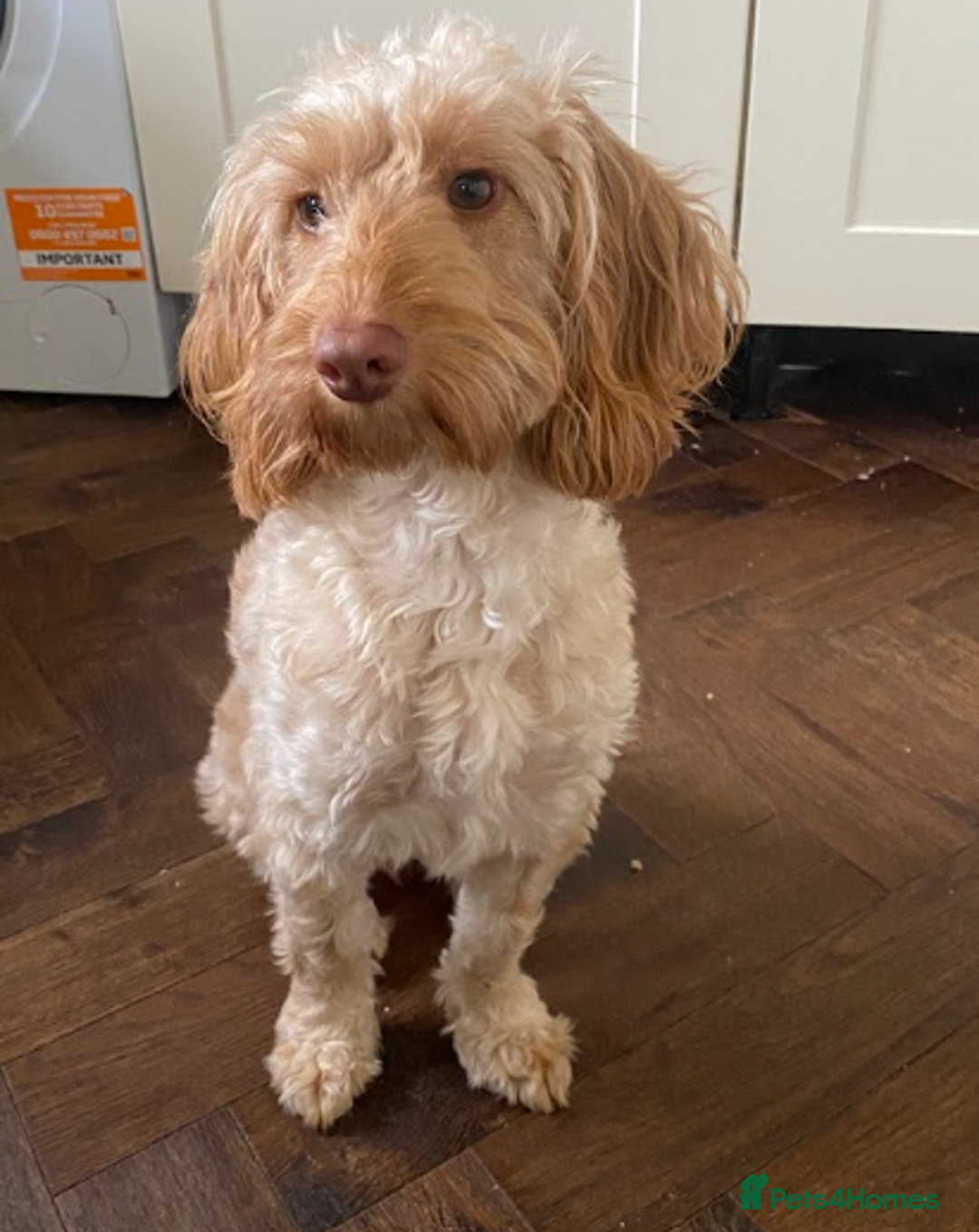 Cockapoo dogs for sale: F1 11 Month Cockapoo Friendly, Trained Vaccinated - Image 2