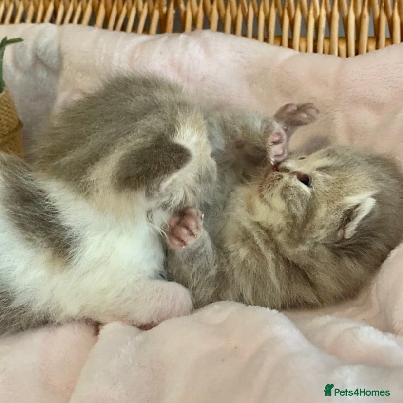 Scottish Fold cats 🧸EXTREMELY RARE FAWN CALICO SCOTTISH/BSH 😻🧸 - Advert 7