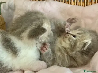 Scottish Fold cats 🧸EXTREMELY RARE FAWN CALICO SCOTTISH/BSH 😻🧸 - Advert 8