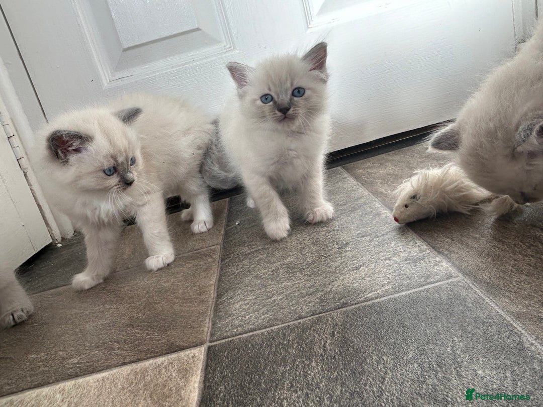 Ragdoll cats for sale: Amazing Ragdoll kittens 3 female 1 male - Image 8