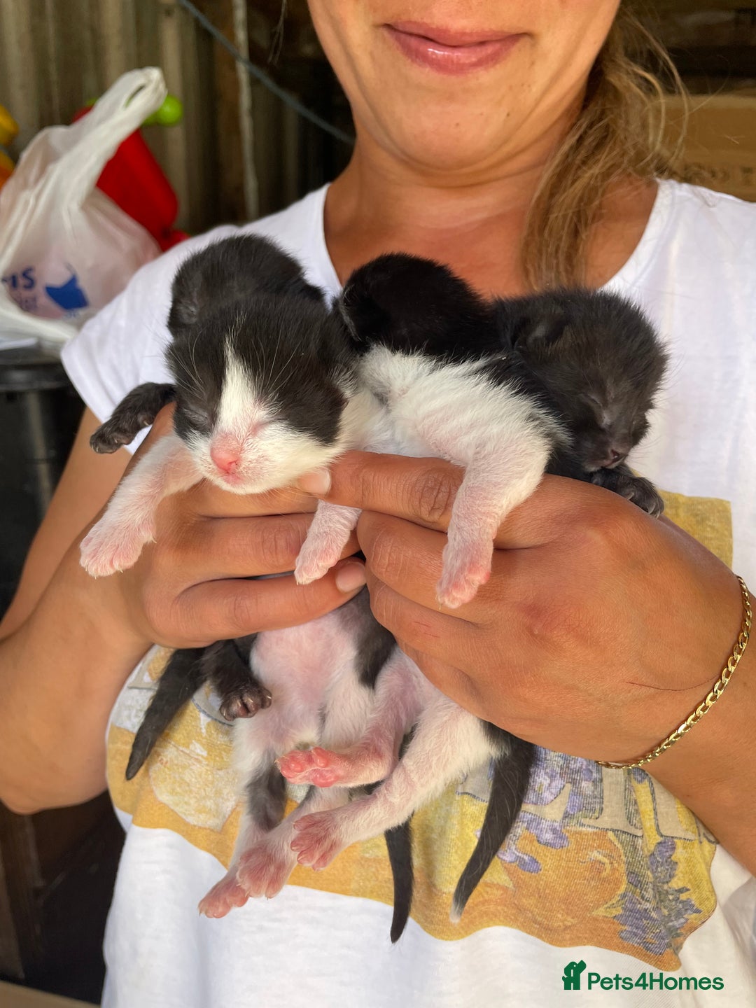 Domestic Shorthair cats for sale: Cute little domestic kittens  - Image 11
