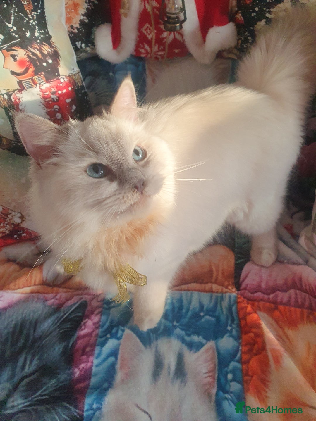 Ragdoll cats for sale: Mink & traditional Ragdolls - Advert 23