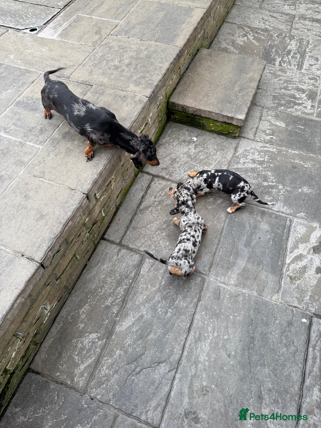 Miniature Dachshund dogs for sale: Miniature dachshund puppies  - Image 6