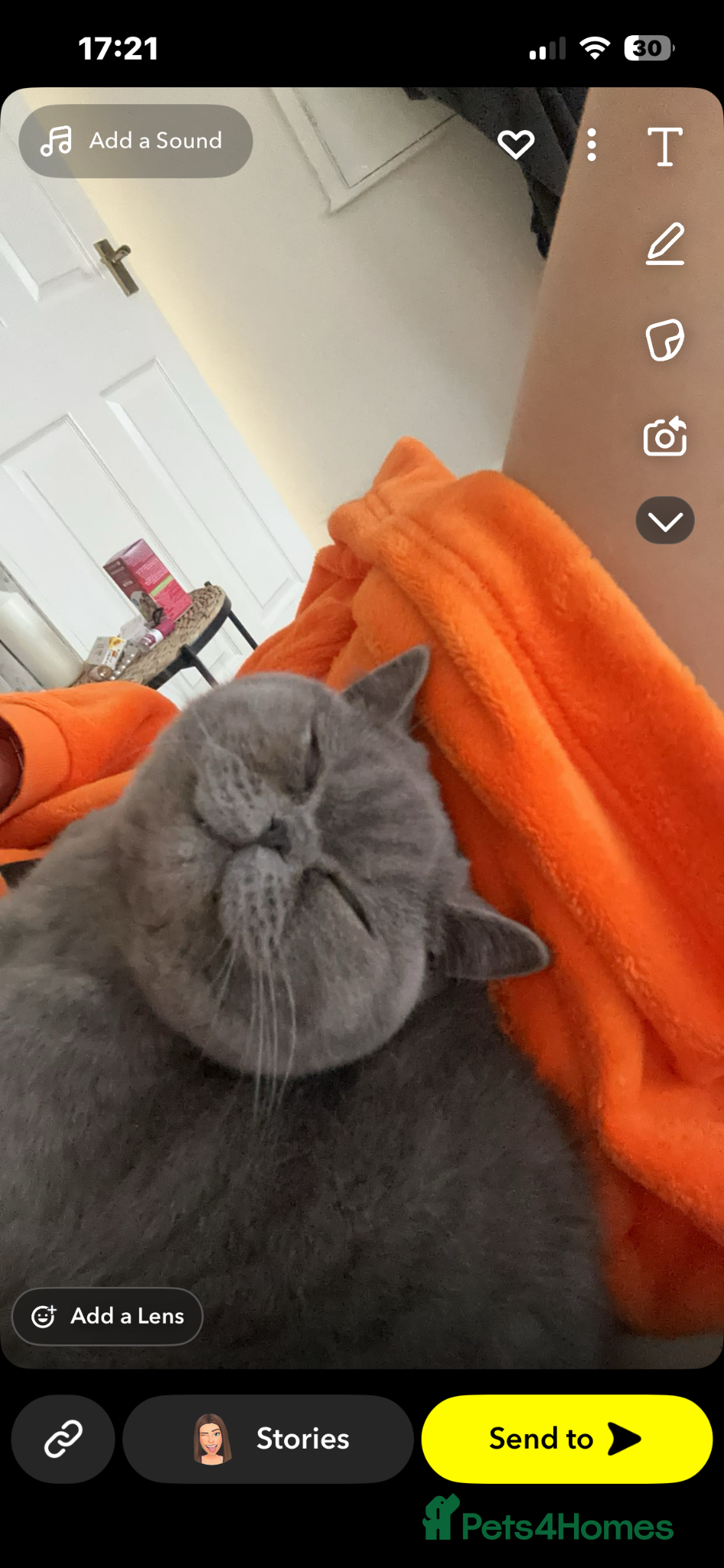 British Shorthair cats Bluey - British short hair  - Advert 3