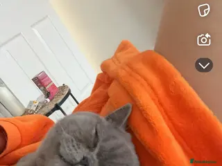 British Shorthair cats Bluey - British short hair - Advert 3