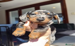 Miniature Dachshund dogs for sale: **We have adorable miniature dachshund puppies** - Image 1