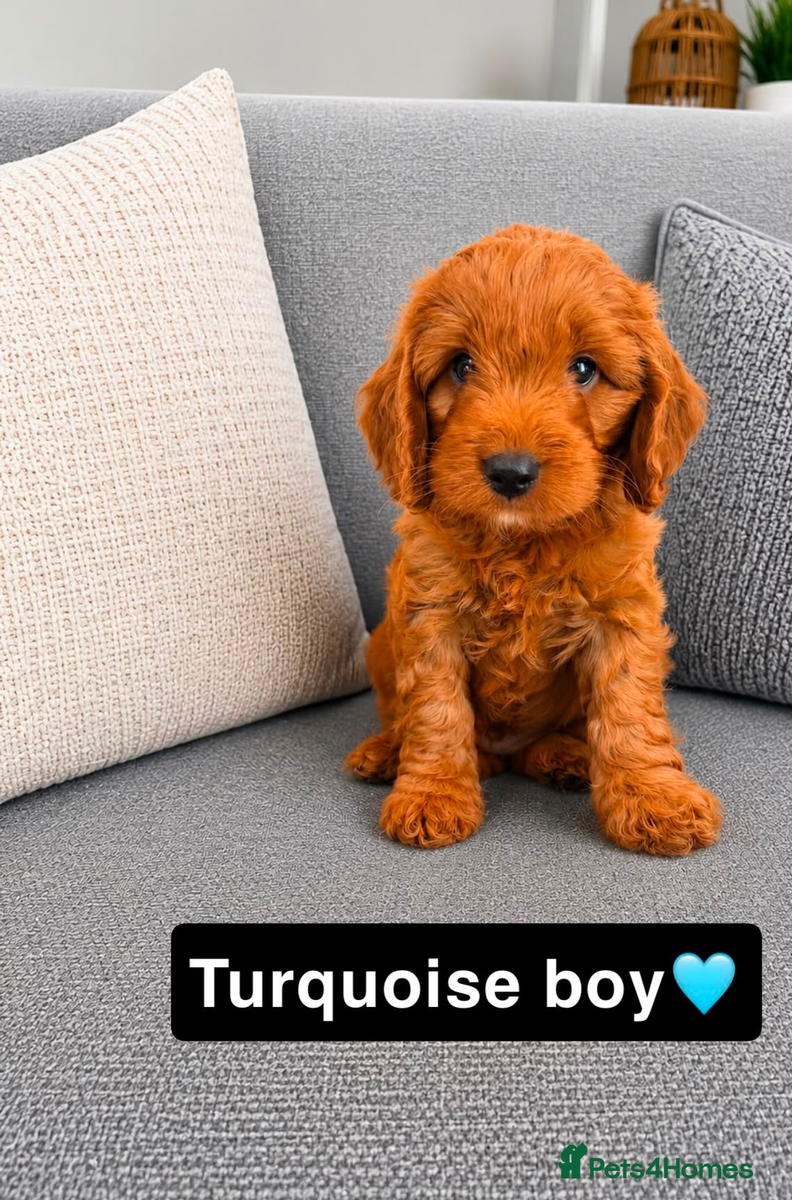 Cockapoo dogs 🐶✨F1 RED COCKERPOOS puppies 🐶✨ - Advert 2