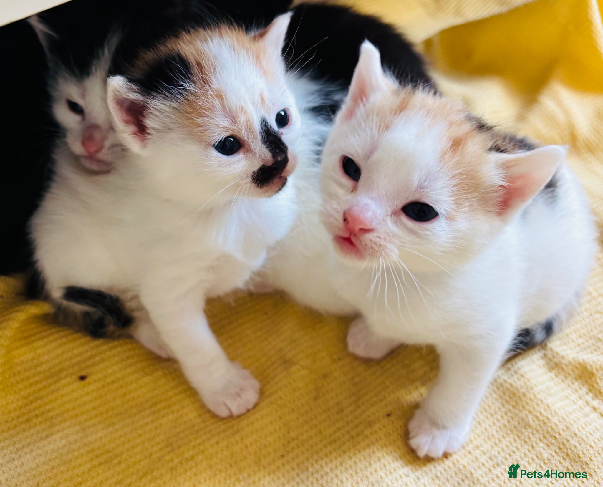 Mixed Breed cats Stunning Maine coon cross kittens 🐈 😀🌸 - Advert 5