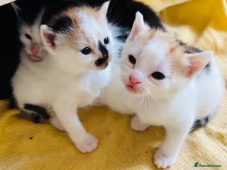 Mixed Breed cats Stunning Maine coon cross kittens 🐈 😀🌸 - Advert 6