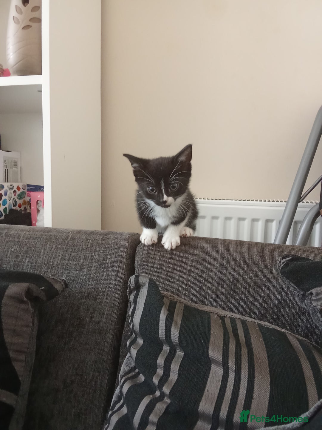 Mixed Breed cats for sale: Kittens for sale - Image 3