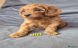 Cockapoo dogs for sale: F1b Cockapoo - ready this weekend - Image 15