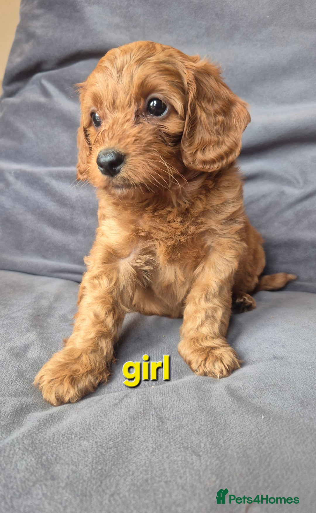 Cockapoo dogs for sale: F1b Cockapoo - ready this weekend - Image 15