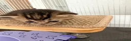 British Shorthair cats for sale: BSH chinchila 💝💝🌟🌟🌟🌟🌟🥇🥇🥇🥇 - Advert 19