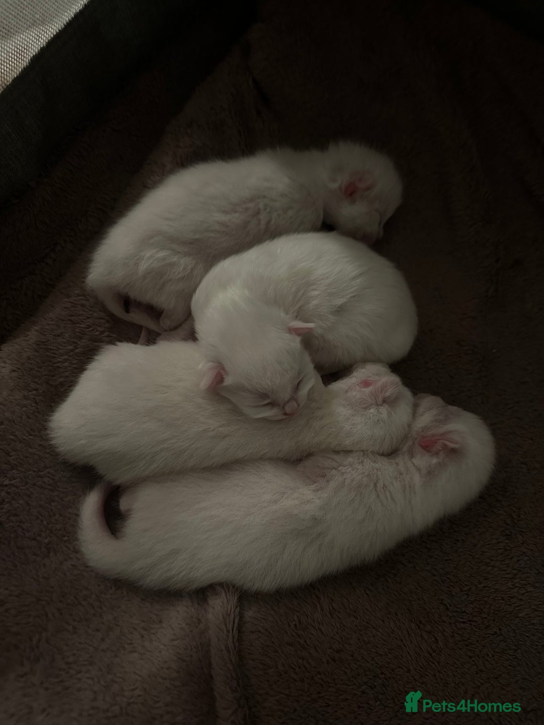 Ragdoll cats for sale: Flame-Tipped Ragdoll Kittens - Advert 2