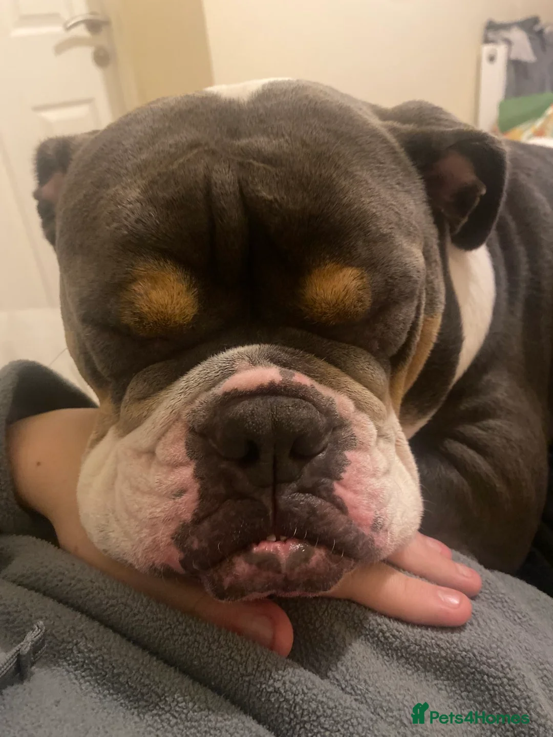 English Bulldog dogs for sale: Beautiful female English Bulldog in Birmingham - Advert 5