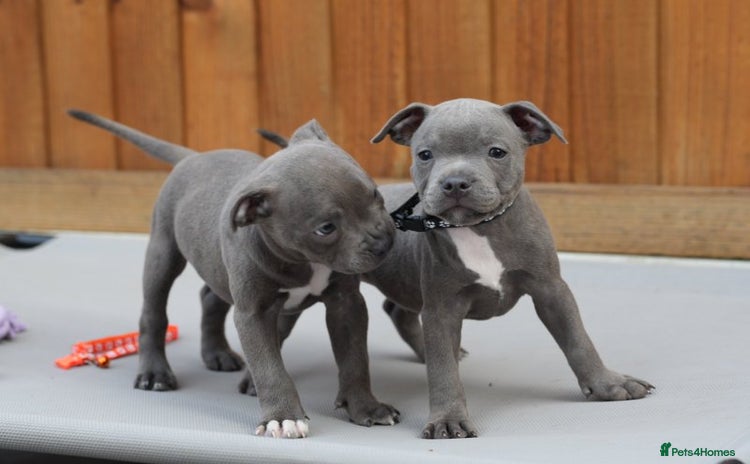 Staffordshire Bull Terrier dogs - Advert 1