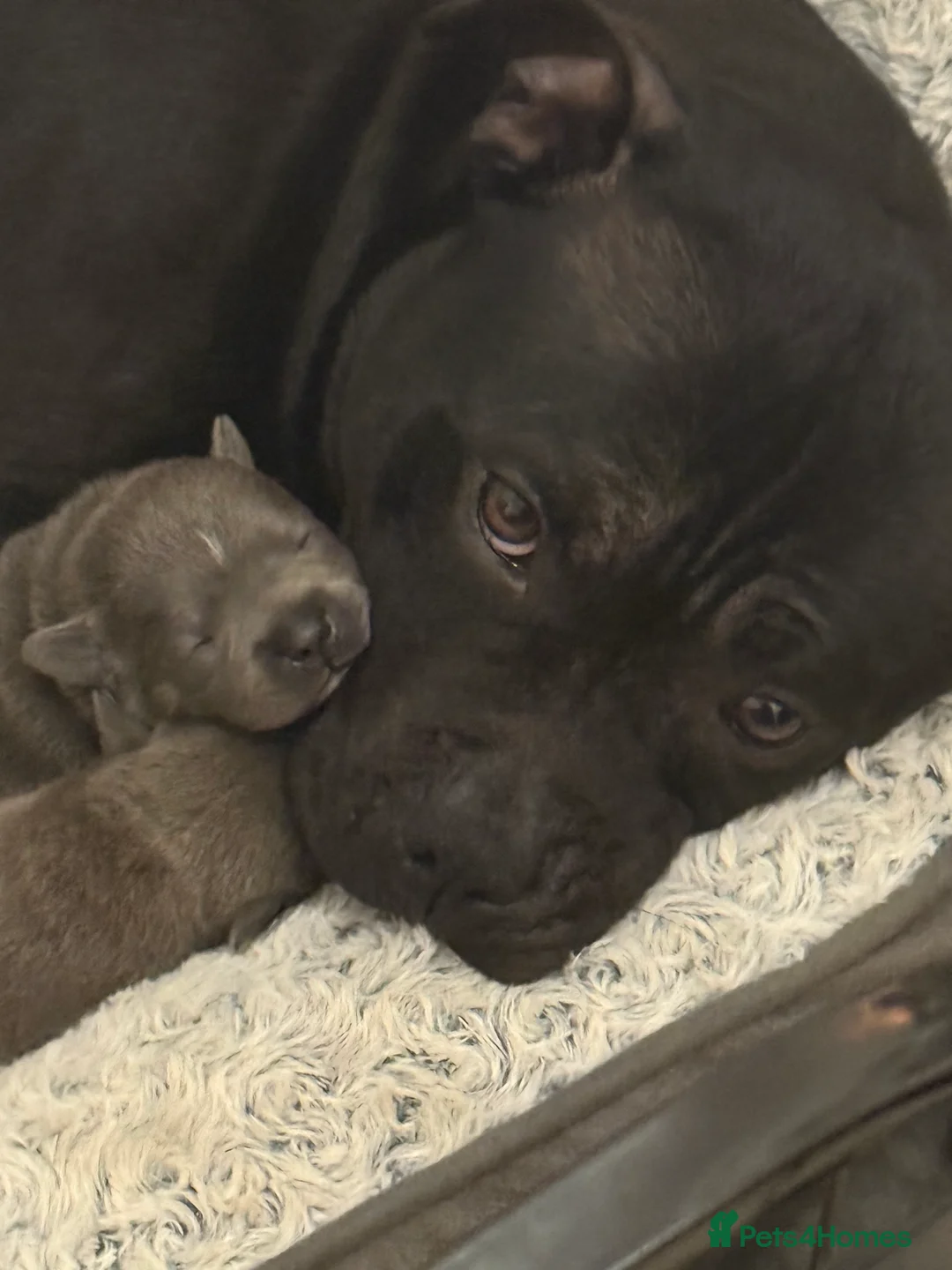 Staffordshire Bull Terrier dogs for sale: Pedigree Staffordshire bull terrier pups  - Advert 1