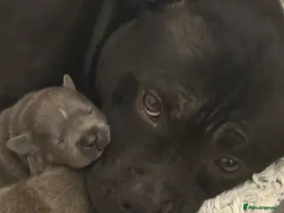 Staffordshire Bull Terrier dogs Pedigree Staffordshire bull terrier pups - Advert 4