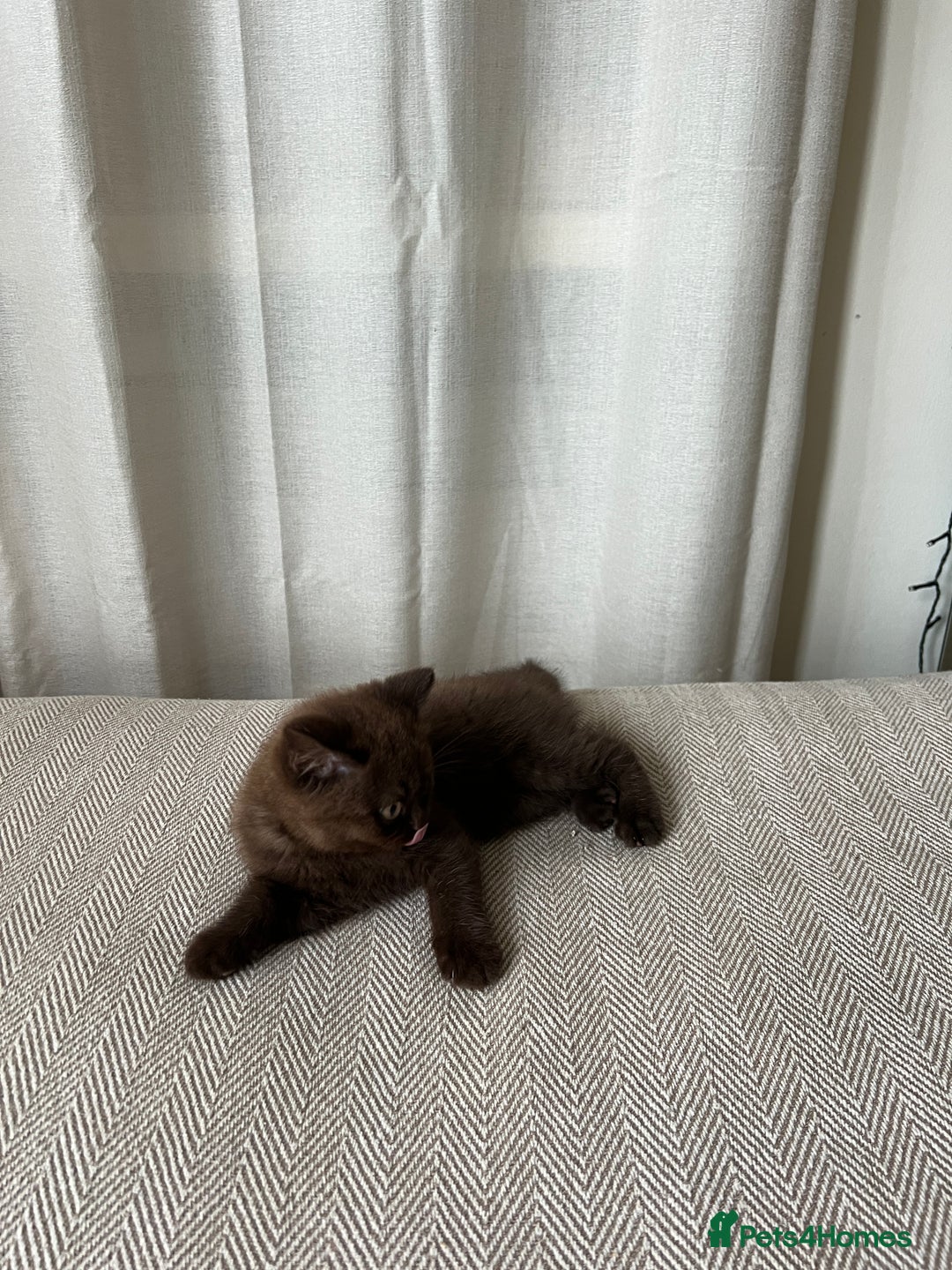 British Shorthair cats for sale: 2 Pedigree British Shorthair Chocolate Boys  - Image 6