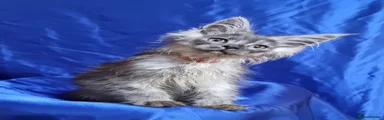 Smoke male