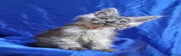 Maine Coon cats for sale: GCCF registered pedigree Maine Coon Kittens  - Advert 35